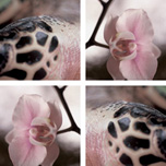 Motiv: Orchid meets Reptile